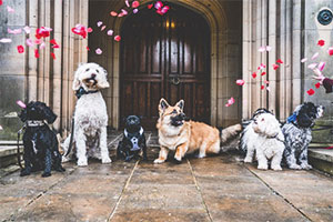 Matfen Hall pet wedding